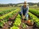 Low Investment Vegetable Farming for High Profit